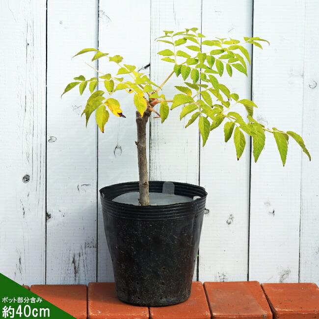 タラの木苗 タラの芽 苗 トゲナシタラ タラの木 ポット苗 予約販売11〜12月頃入荷