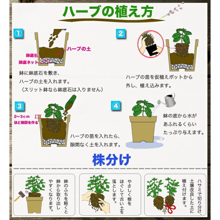 ハーブの土 恵 14l アルギット配合 Tsuchi Ha Bu01 苗木部 花ひろばオンライン 通販 Yahoo ショッピング