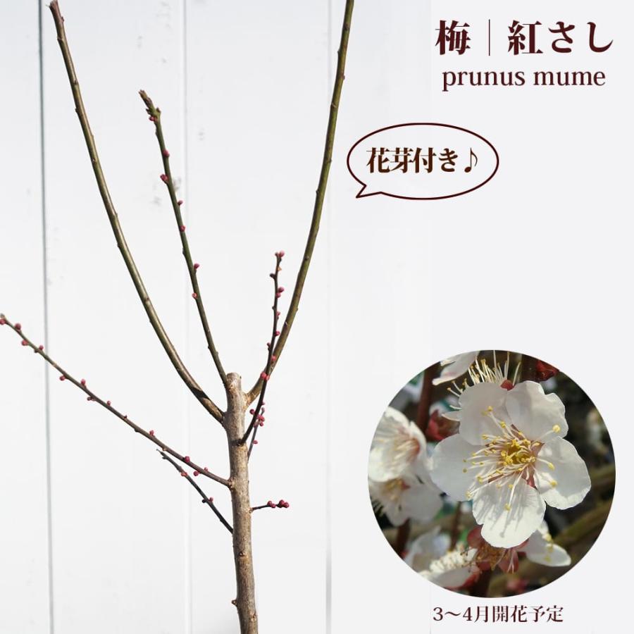 梅の苗木 紅映 （紅さし、べにさし） 実梅 うめ 2年生接木苗 : 苗木部 花ひろばオンライン - 通販 - Yahoo!ショッピング