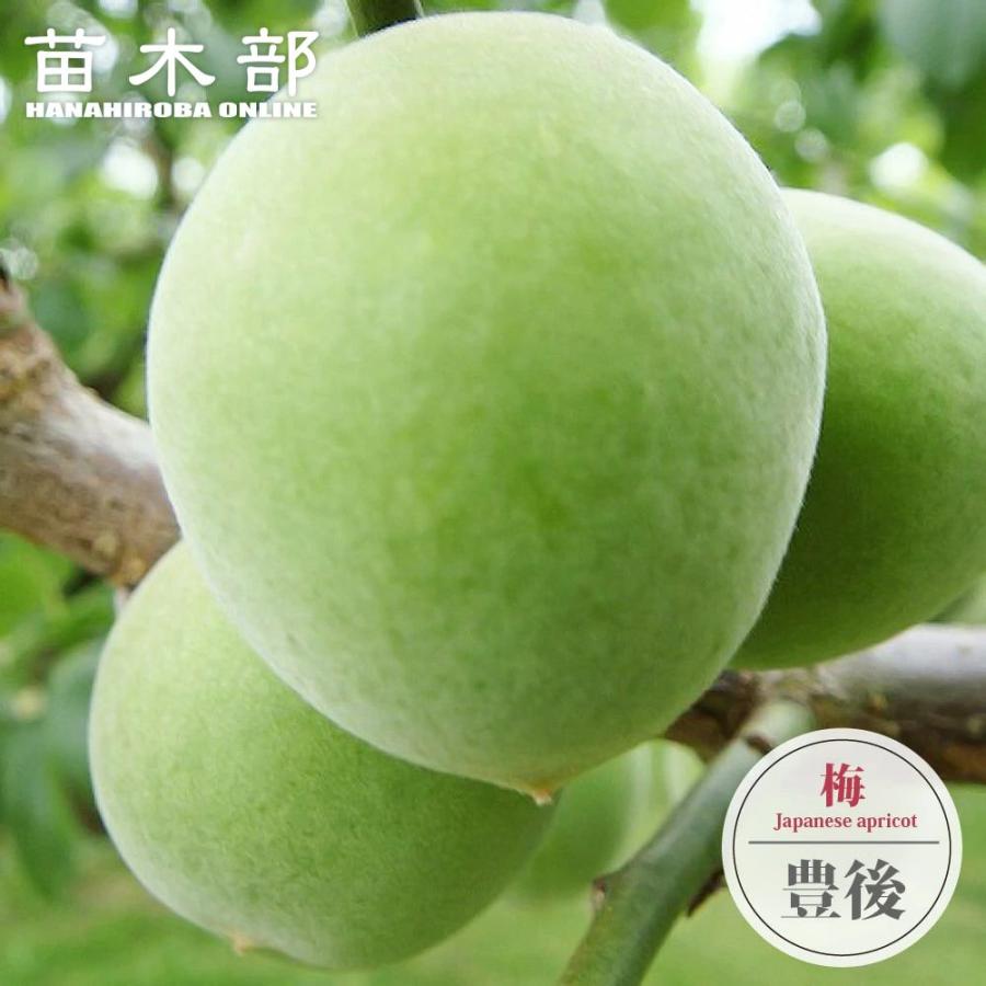 豊後梅 ぶんごうめ 実梅 うめ 3年生 接ぎ木1m大苗 産地で剪定済 1 0m苗 Ume Bungo 03s 苗木部 花ひろばオンライン 通販 Yahoo ショッピング