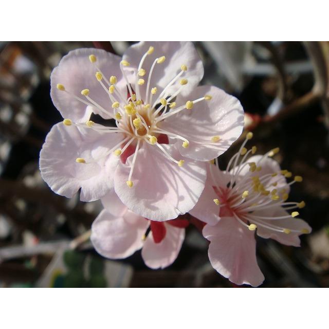 梅の苗木 豊後梅 実梅 うめ 1年生接木苗 爆買いweek : 苗木部 花ひろば