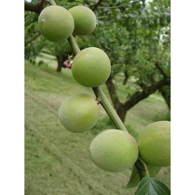 花香実 はなかみ 実梅 うめ 3年生 接ぎ木1m大苗 産地で剪定済 1 0m苗 予約販売9 10月頃発送予定 Ume Hanakami 03s 苗木部 花ひろばオンライン 通販 Yahoo ショッピング