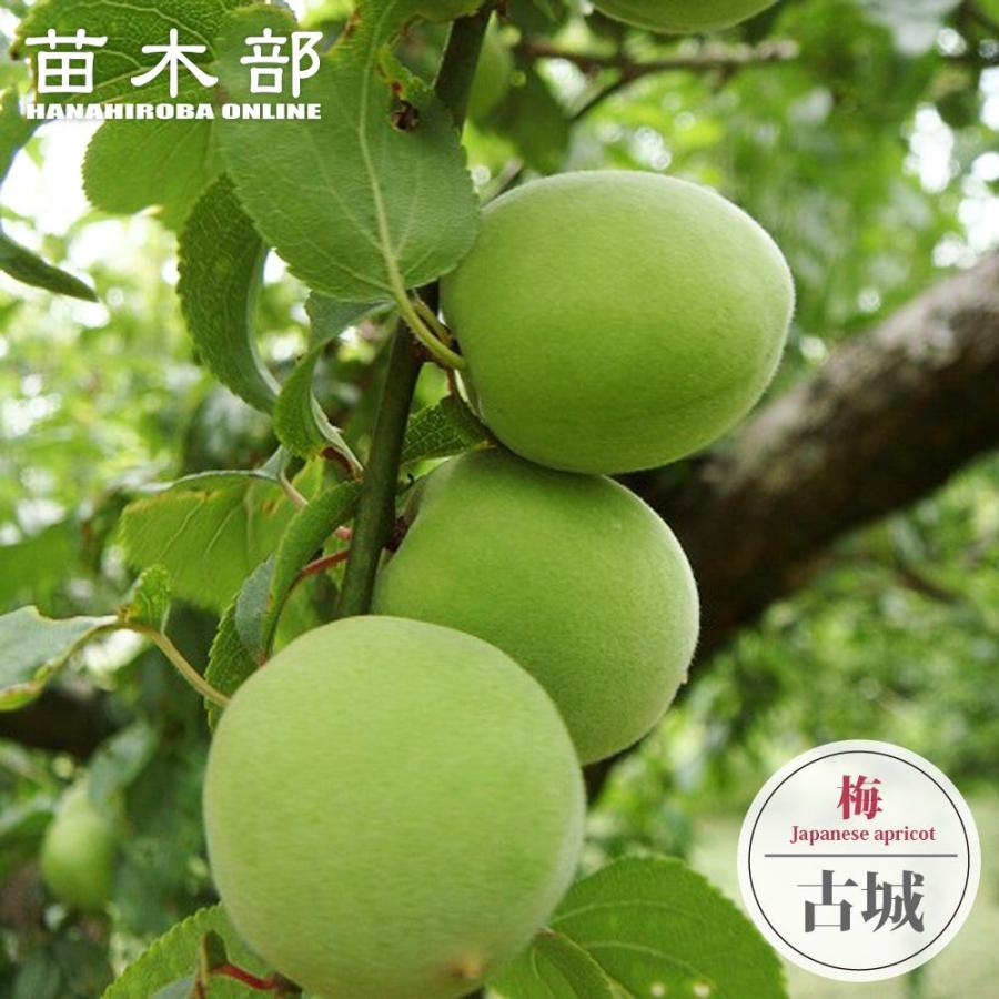 梅の苗木 古城 実梅 うめ 2年生接木苗 7号ロングスリット 限定販売 爆 