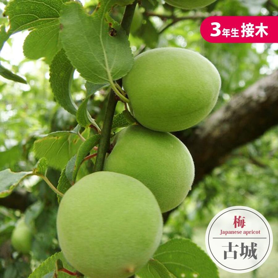 梅の苗木 古城 3年生 接木1m大苗 産地で剪定済 1.0m苗 : 苗木部 花