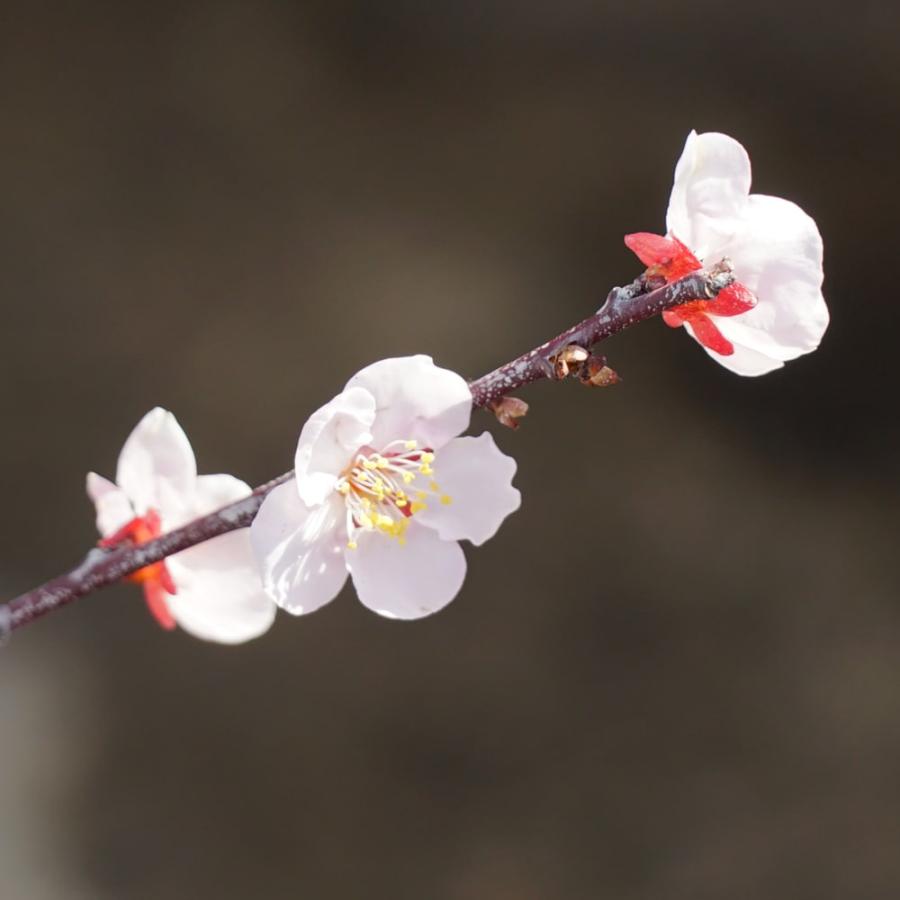 梅の苗木 南高梅 実梅 うめ 1年生接木苗 爆買いweek : 苗木部 花ひろば