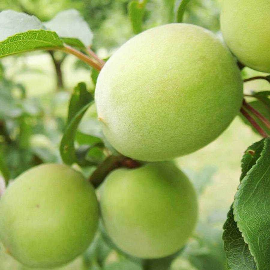 選抜紀州南高梅 実梅 2年生 接ぎ木 苗木 ロングスリット 鉢植え 予約販売9 10月頃入荷予定 Ume Senbatsunankou02 苗木部 花ひろばオンライン 通販 Yahoo ショッピング