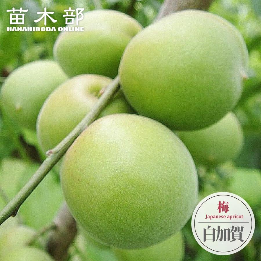梅の苗木 白加賀 実梅 うめ 3年生接木大苗 1.1m苗 : 苗木部 花ひろば
