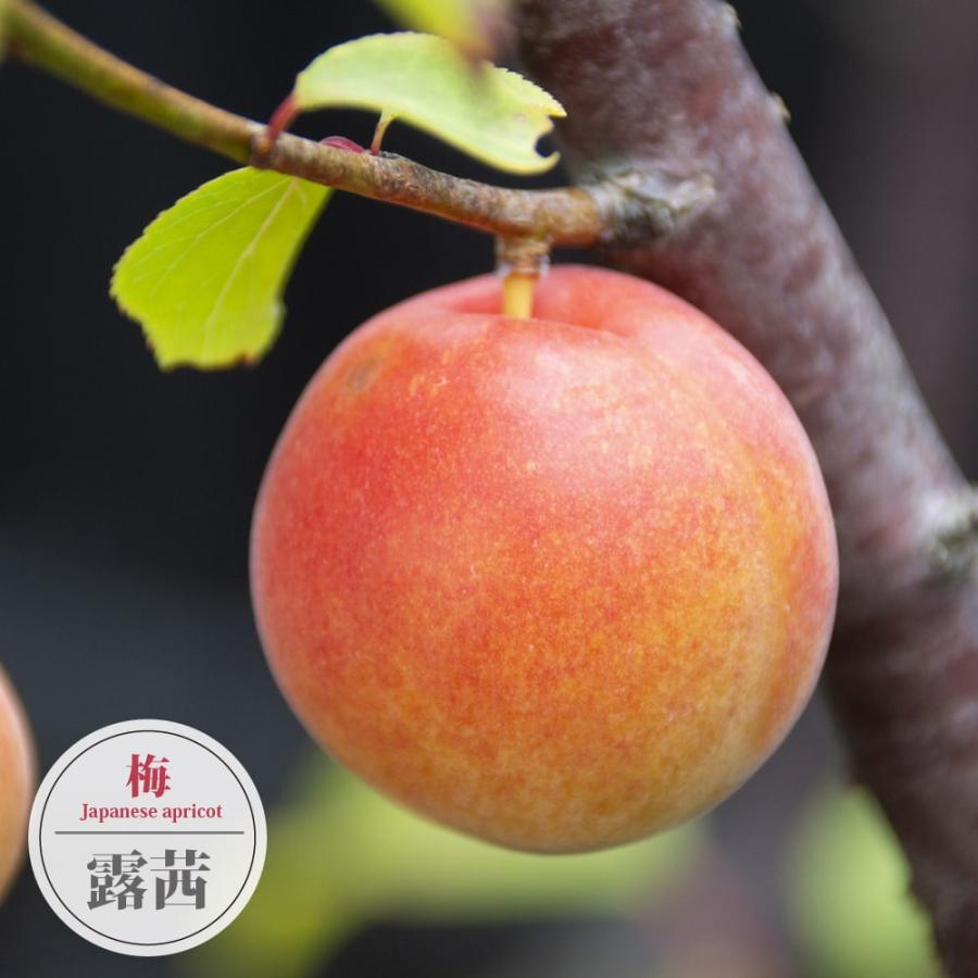 梅の苗木 露茜 梅 うめ 1年生接木苗 登録品種・品種登録 爆買 : 苗木部