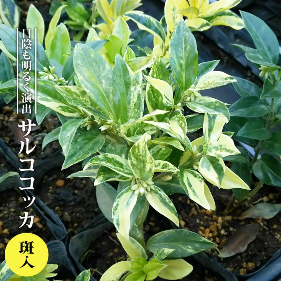 斑入り サルココッカ 3.5号ポット苗 挿し木 ハナヒロバリュー 斑入り サルココッカ 3.5号ポット苗 挿し木 ハナヒロバリュー