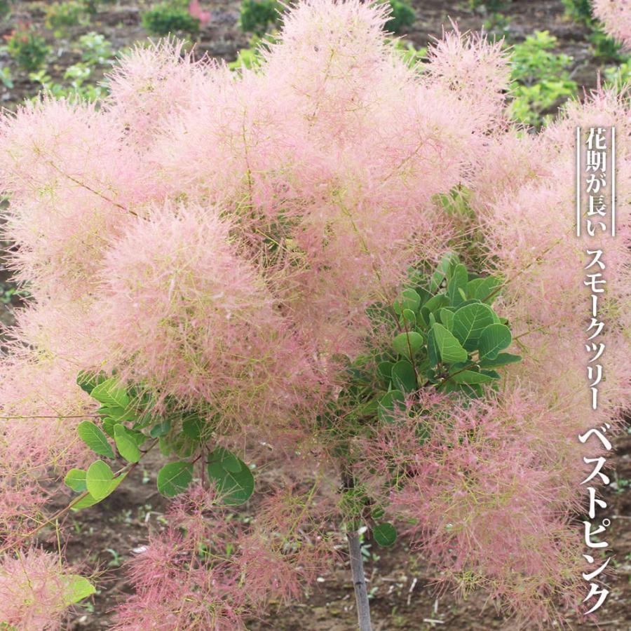 スモークツリー ベストピンク 3号ポット苗 爆買いweek : 苗木部 花