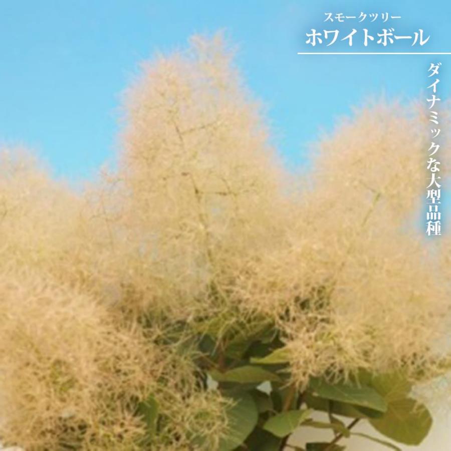【現品限り】スモークツリー　苗　ホワイトボール スモークツリー ホワイトボール 3号ポット苗 : 苗木部 花ひろば