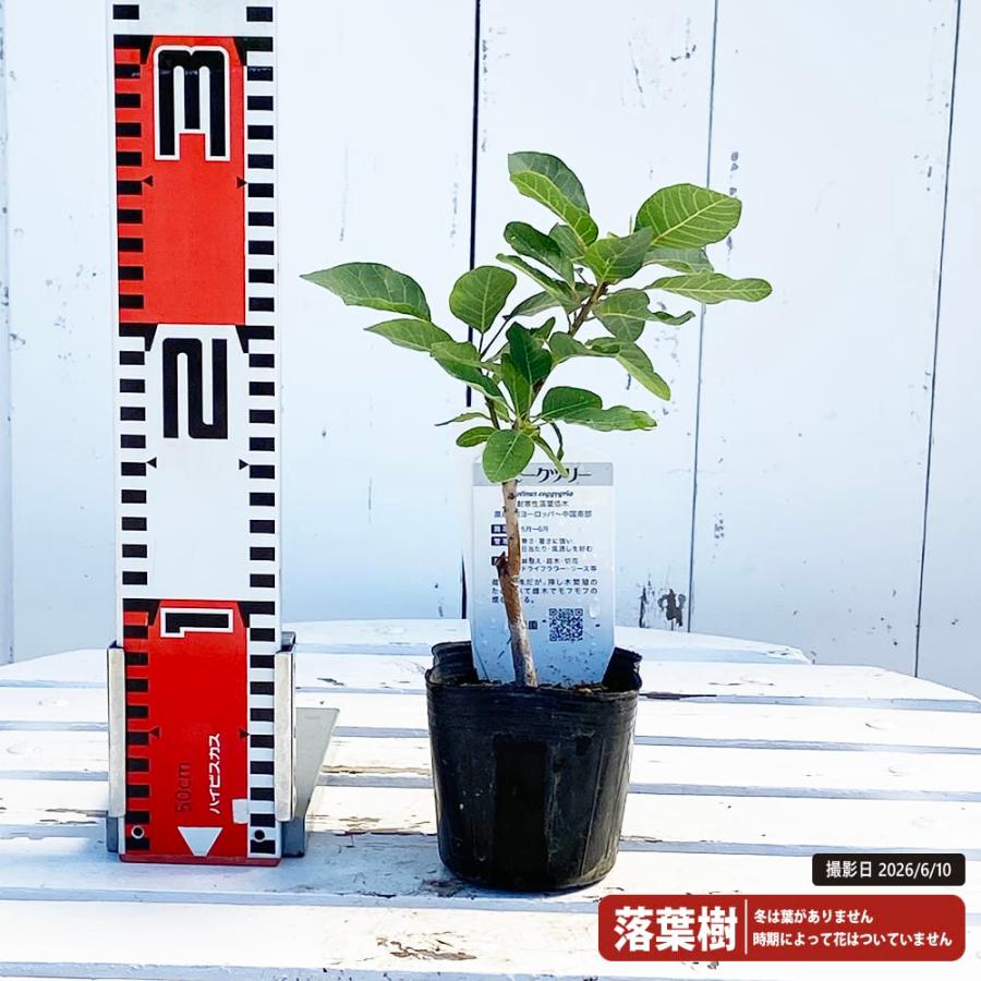 スモークツリー ホワイトボール 3号ポット苗 : 苗木部 花ひろば
