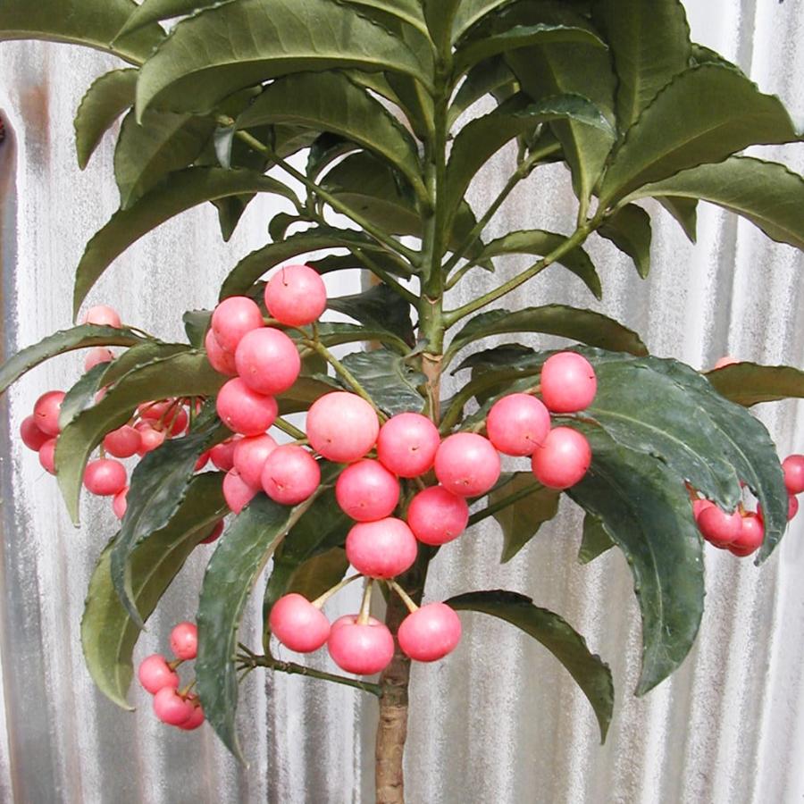 万両（マンリョウ） ピンクパール 4号スリット鉢植え 実生 爆買いweek
