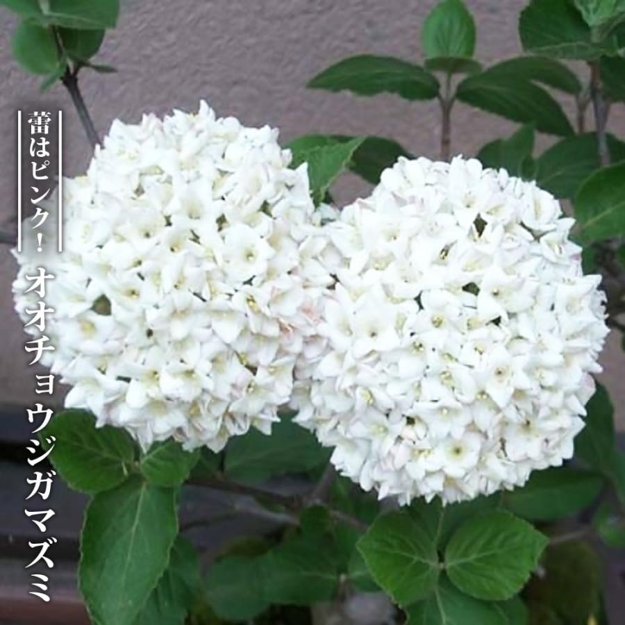 オオチョウジガマズミ カールセファラム 3号ポット苗 挿し木 ハナヒロ