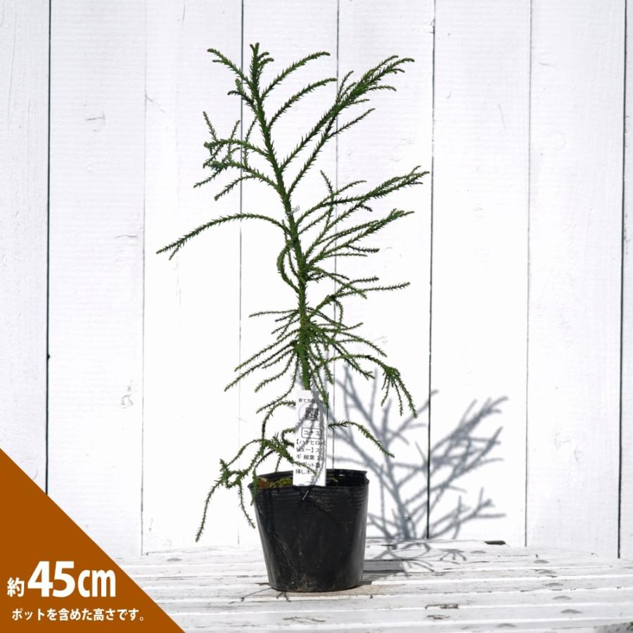 スギ 細葉 3.5号ポット苗 挿し木 ハナヒロバリュー 爆買いweek : 苗木