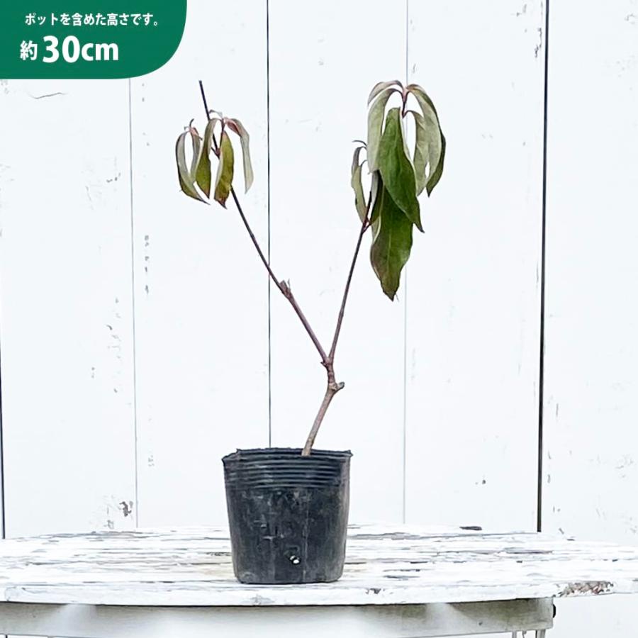 トキワヤマボウシ 金陽 3.5号ポット苗 挿し木 ハナヒロバリュー : 苗木