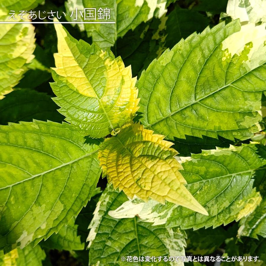 紫陽花 エゾアジサイ 小国錦 3号ポット苗 挿し木 ハナヒロバリュー 