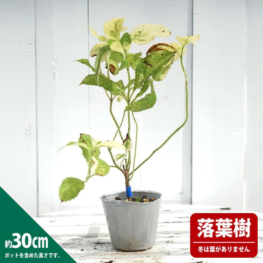 紫陽花 エゾアジサイ 小国錦 3号ポット苗 挿し木 ハナヒロバリュー 