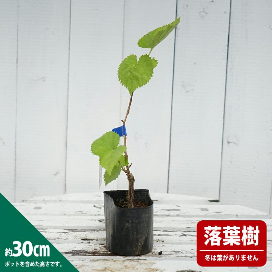クワ 山桑 鈴成一才 3号ポット苗 挿し木 ハナヒロバリュー 爆買いweek