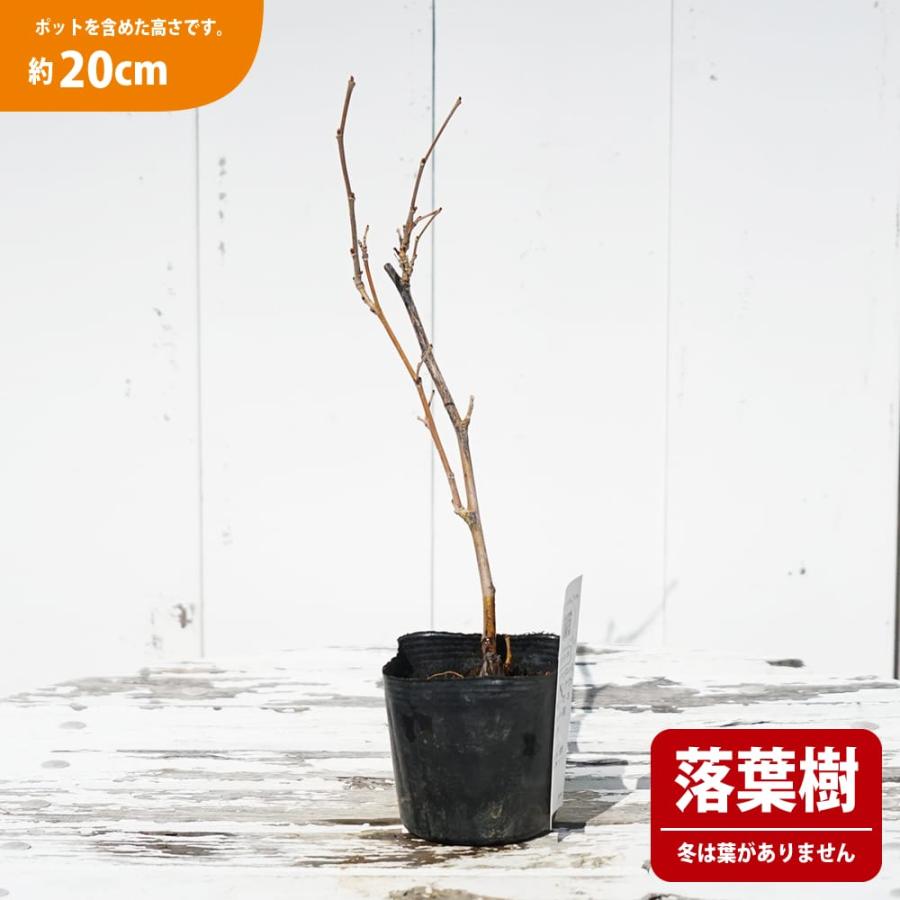 クワ 山桑 鈴成一才 3号ポット苗 挿し木 ハナヒロバリュー 爆買いweek