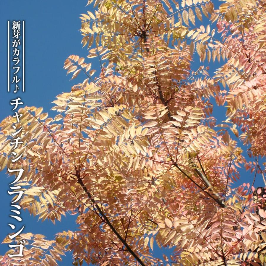 チャンチン フラミンゴ 4号ポット苗 挿し木 : 苗木部 花ひろば