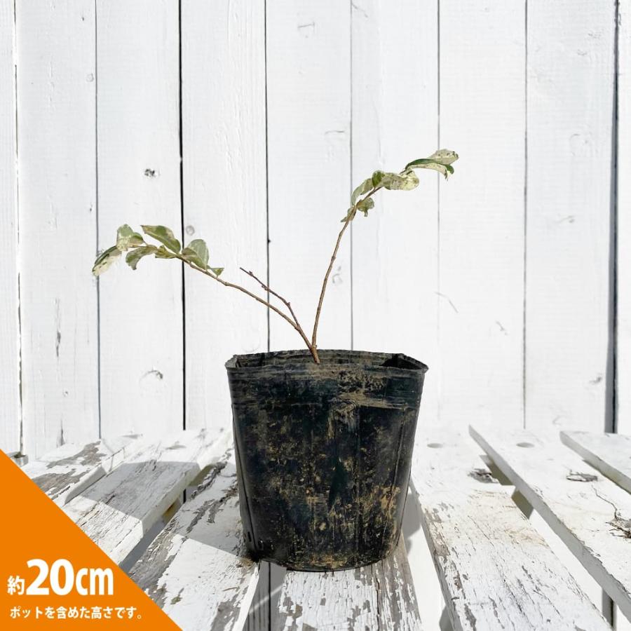 トキワマンサク 白の峰 3.5号ポット苗 挿し木 ハナヒロバリュー : 苗木