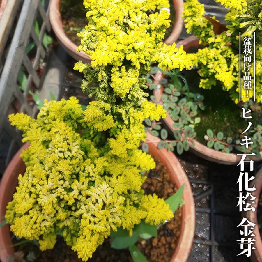 ヒノキ 石化桧 金芽 3.5号ポット苗 挿し木 ハナヒロバリュー 爆買い