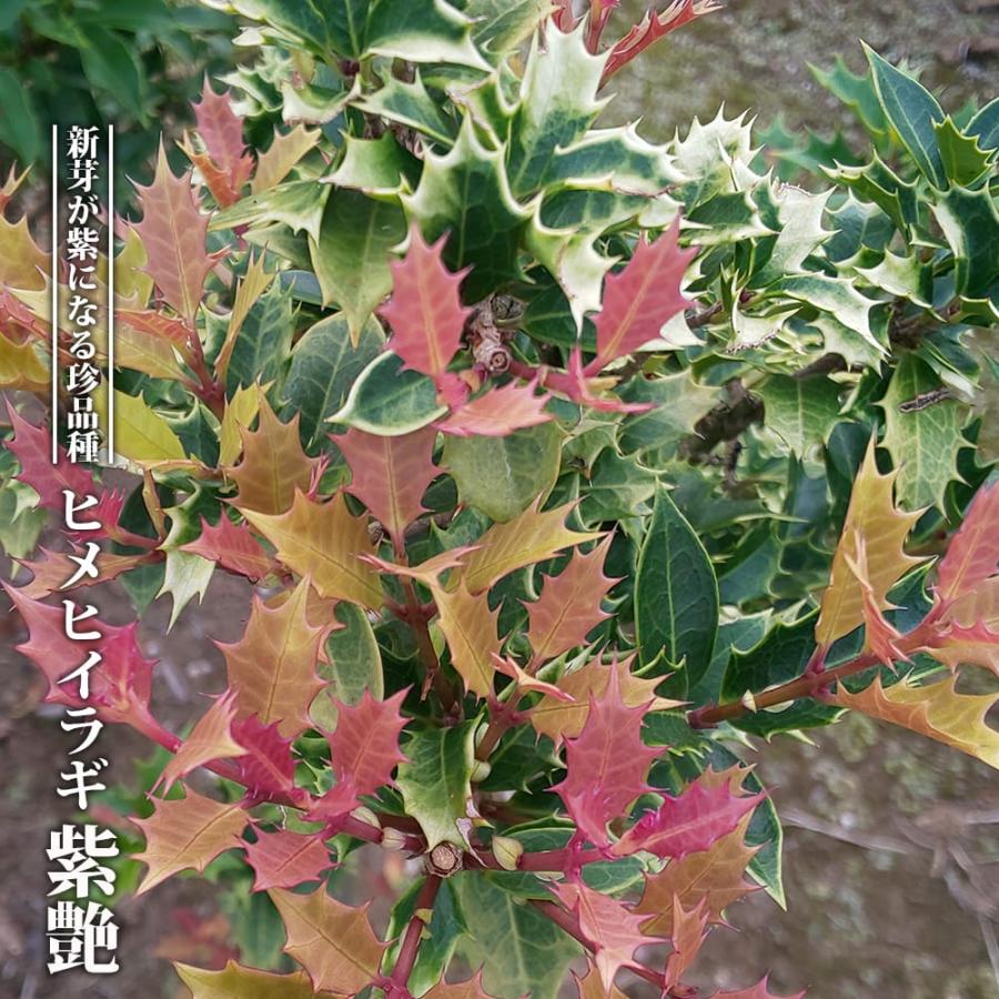 ヒメヒイラギ 紫艶 3.5号ポット苗 挿し木 ハナヒロバリュー 爆買