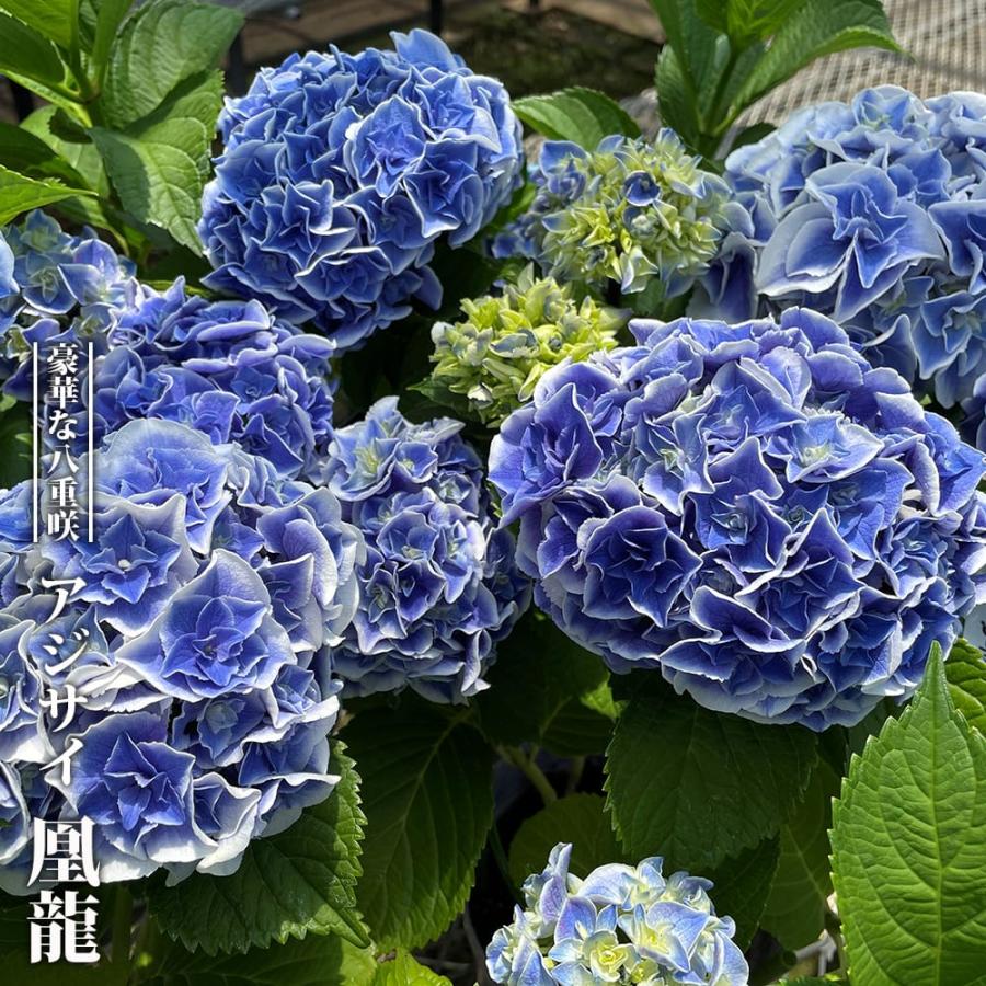 紫陽花 アジサイ 凰龍 (オウリュウ) 3号ポット苗 PVP ハナヒロ 紫陽花 アジサイ 凰龍 (オウリュウ) 3号ポット苗 PVP ハナヒロ