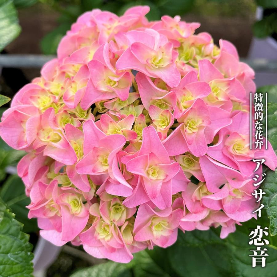 紫陽花 アジサイ 恋音 （レンオン） 3号ポット苗 PVP ハナヒロバリュー