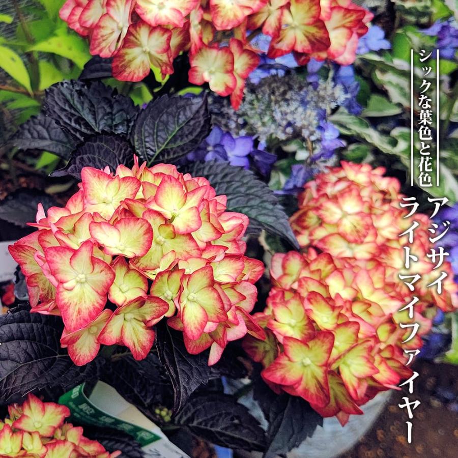 紫陽花 アジサイ ライトマイファイヤー 3号ポット苗 ハナヒロ 紫陽花 アジサイ ライトマイファイヤー 3号ポット苗 ハナヒロ