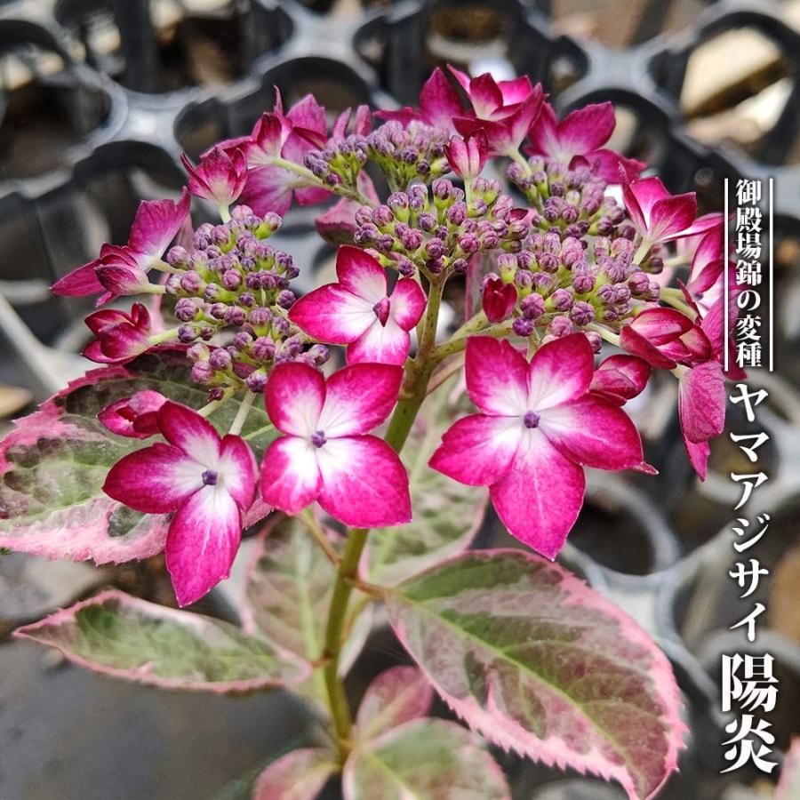 紫陽花 ヤマアジサイ 陽炎 3号ポット苗 ハナヒロバリュー : 苗木部 花