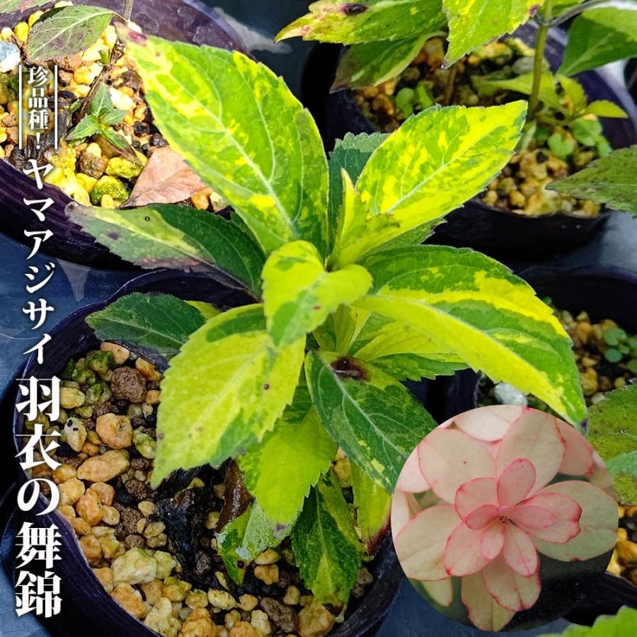 紫陽花 可愛い覆輪咲き 大苗2種類セット 来年用 アジサイの仲間の苗
