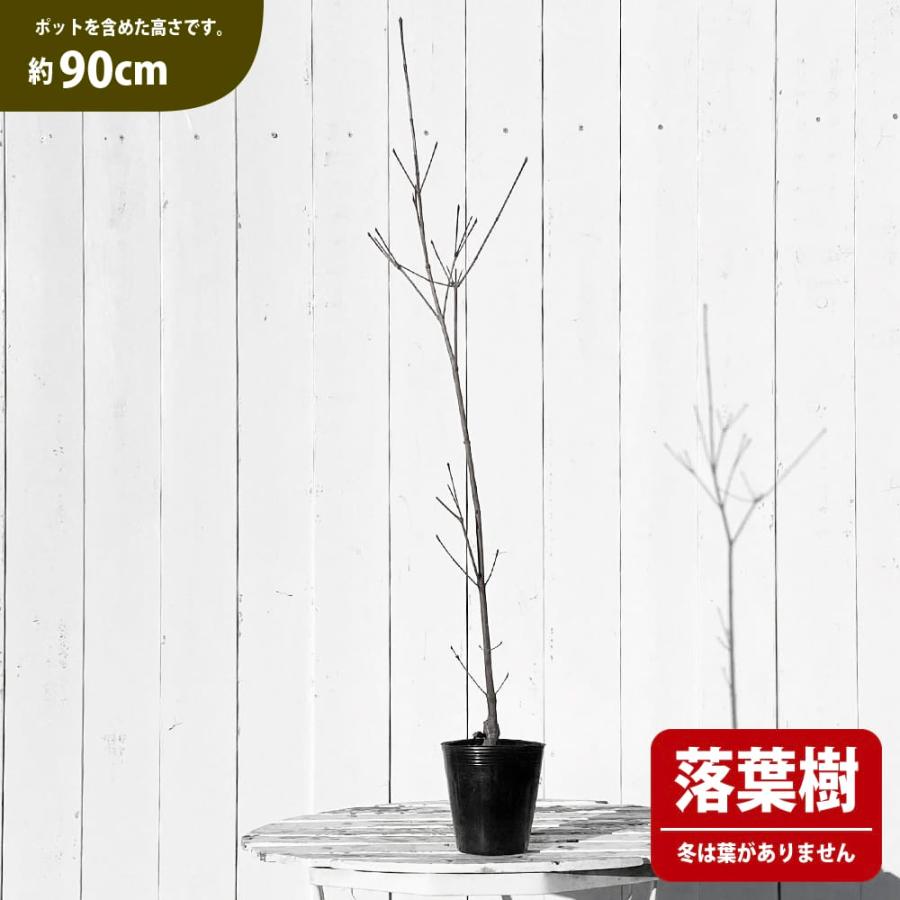 ヤマボウシ かがやき 3.5号ポット苗 接木苗 ハナヒロバリュー : 苗木部