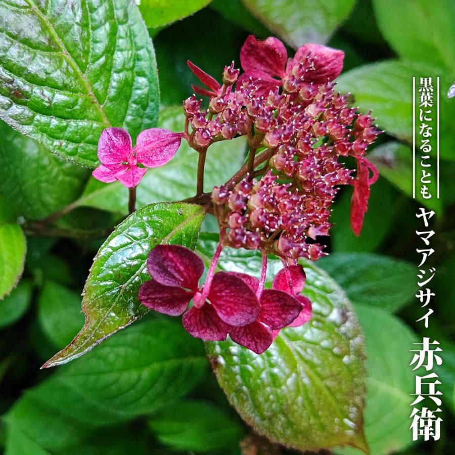 三河千鳥 | アジサイの育て方.net ヤマアジサイ挿し木苗 三河千鳥