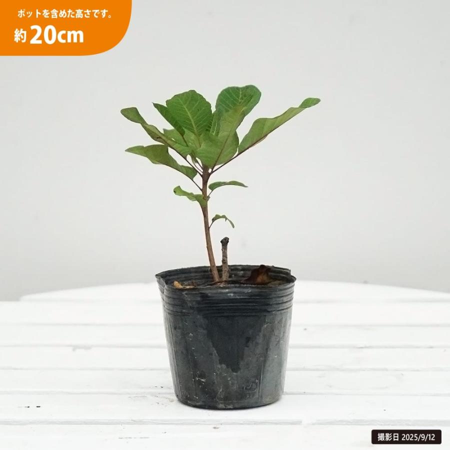 スモークツリー ルージュシュシュ 3号ポット苗 ハナヒロバリュー