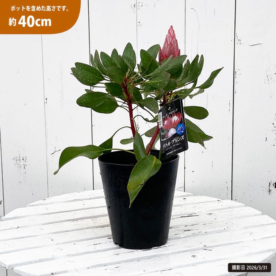 【現品】花芽付き 花苗 キングプロテア リトルプリンス 5号鉢 2本立ち 現品お届け】キングプロテア リトルプリンス（5花付き）7号苗 PVP