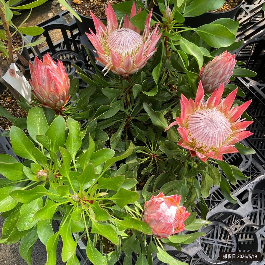 キングプロテア リトルプリンス 5号鉢植え : 苗木部 花ひろば