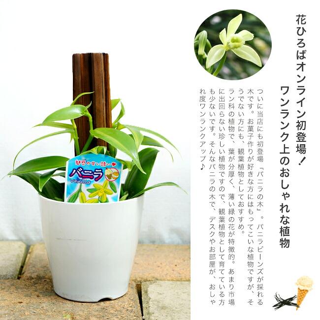 バニラの木 3号プラスチック鉢 （ヘゴ支柱・鉢カバー付き） : 苗木部
