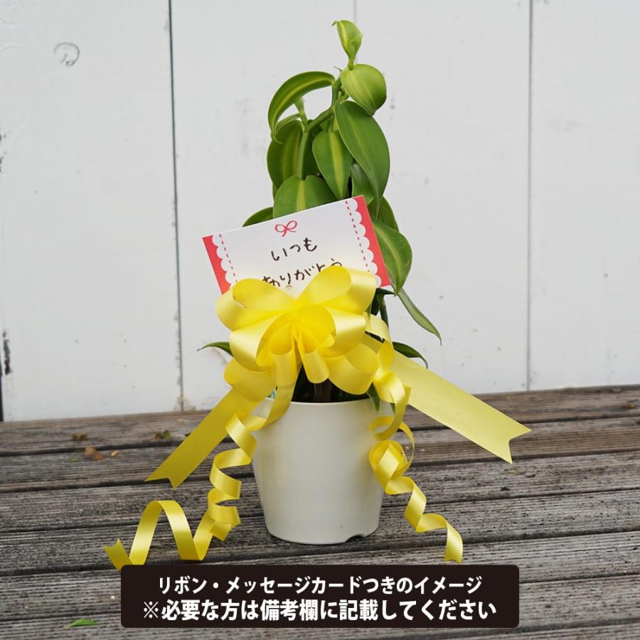 バニラの木 3号プラスチック鉢 （ヘゴ支柱・鉢カバー付き） : 苗木部 