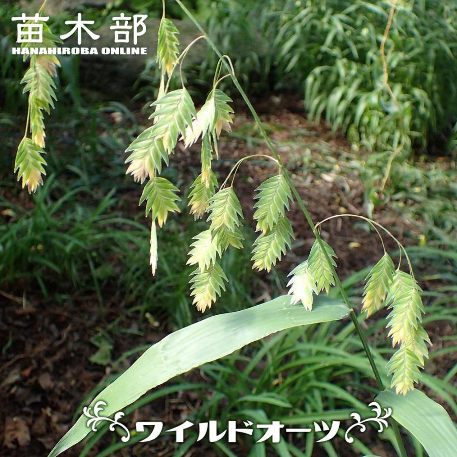 ワイルドオーツ 3号または3.5号ポット苗 : 苗木部 花ひろばオンライン