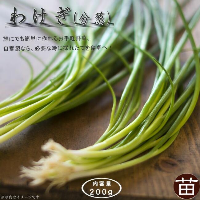 ワケギ球根お料理でも苗でも美味しい美味しい20kg約 わけぎ 二十日わけぎ 球根 販売 苗木部 By 花ひろばオンライン