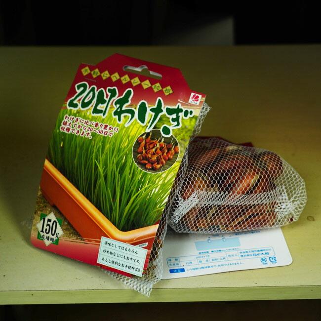 20日わけぎ 150g （台湾産） （植え付け時期7月中旬〜10月下旬、2月