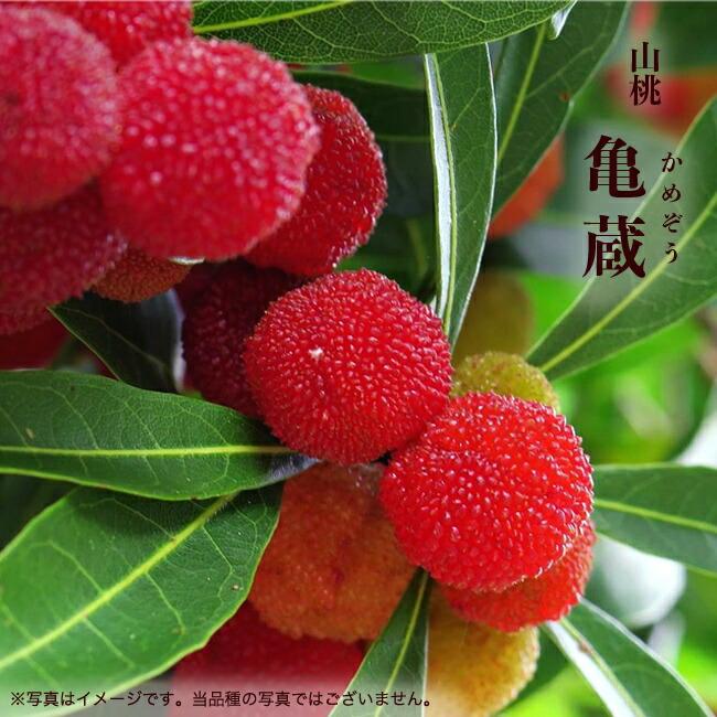 山桃 亀蔵 カメゾウ メス 1年生接木苗 Yamamomo Kamezou 苗木部 花ひろばオンライン 通販 Yahoo ショッピング