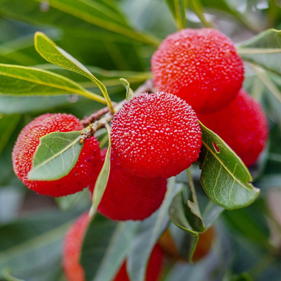 ヤマモモ 秀光 （メス） 3年生 接木 8号ポット苗 : 苗木部 花ひろば