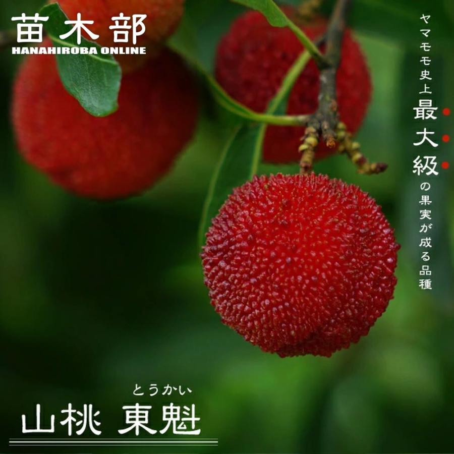 ヤマモモ 東魁 （メス） 2年生接木7号ロングスリット鉢 限定販売 爆買