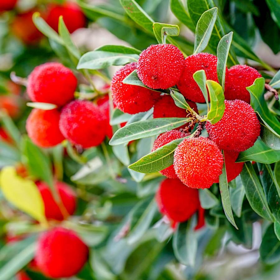 山桃 東魁 トウカイ メス 1年生接木苗 Yamamomo Toukai 苗木部 花ひろばオンライン 通販 Yahoo ショッピング