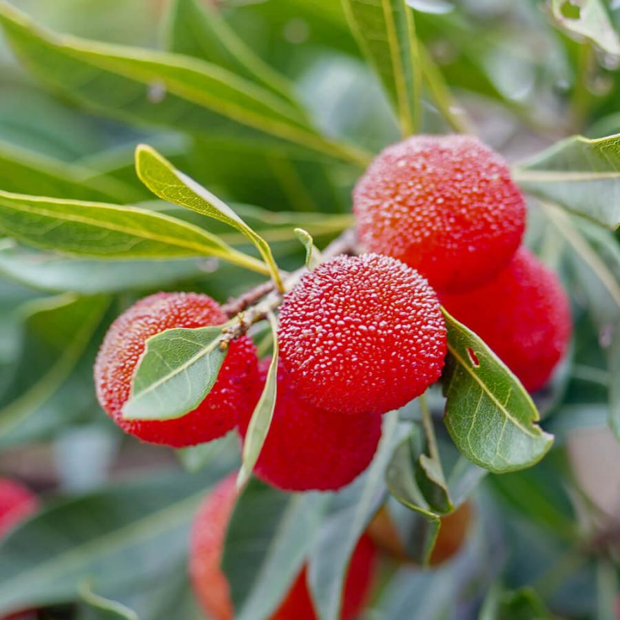 ヤマモモ 瑞光 （メス） 1年生接木苗 : 苗木部 花ひろばオンライン