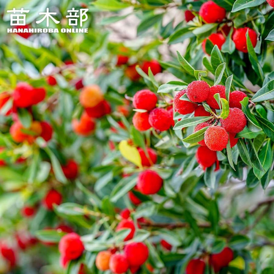 【メルカリ市限定値下げ✨】 現品一点物 もみじ大苗3点セット 人気品種 接木苗 ヤマモモ 瑞光 （メス） 3年生接木8号ポット大苗 : 苗木部 花ひろば