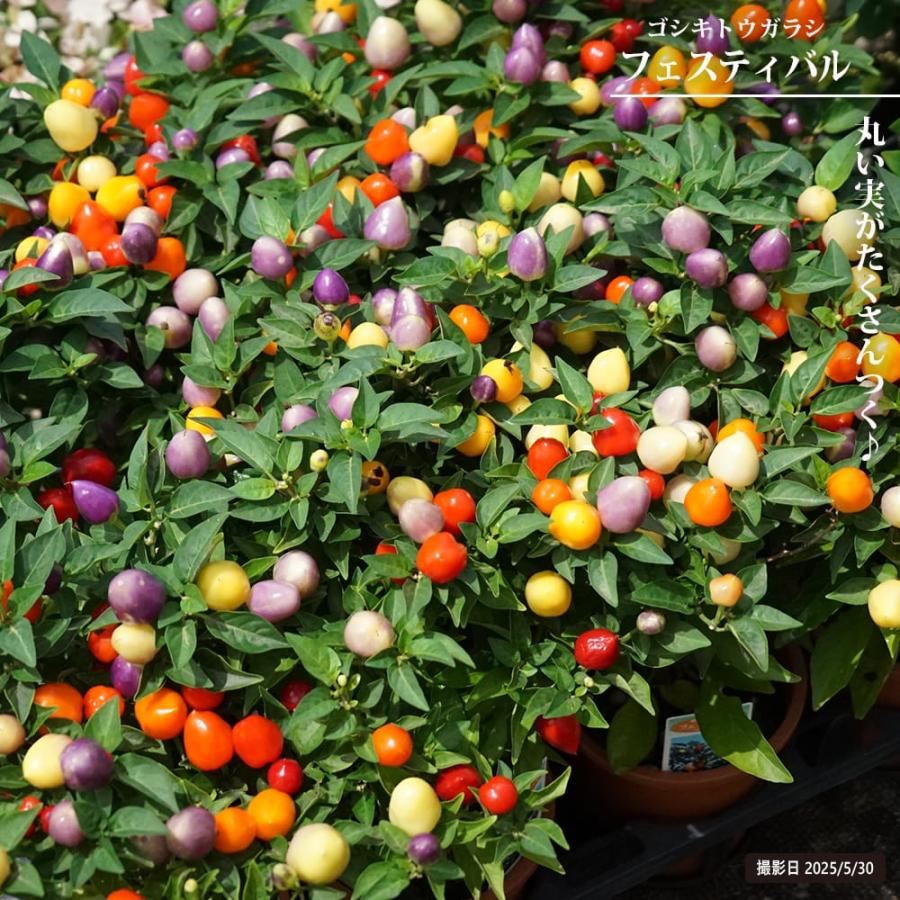 ゴシキトウガラシ フェスティバル 4号鉢植え : 苗木部 花ひろば